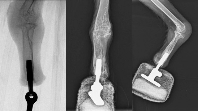 Рентген лапи грифа з інтегрованим у кістку протезом